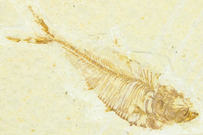 Bargain, Fossil Fish (Diplomystus) - Wyoming #372318